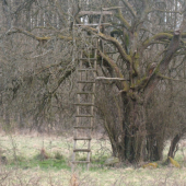 sedanka