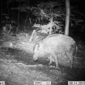 sviňa divá