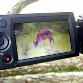 Jeleň pri natačaní