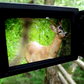 Srnec pri natačaní