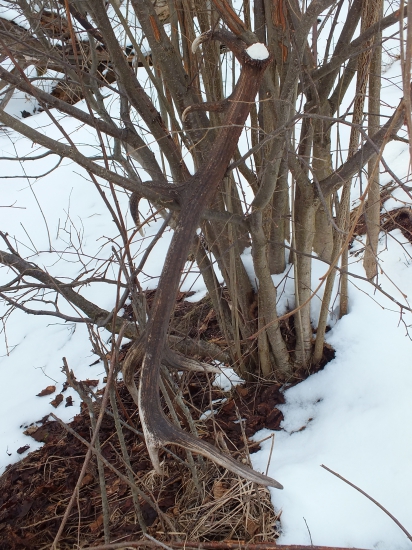 bratov zavesený 14-torák