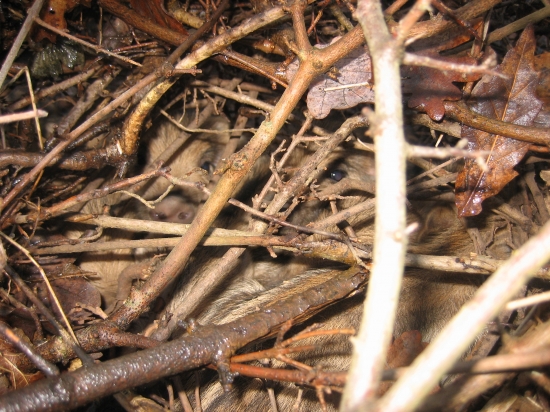 Ešte raz z predu prasiatka