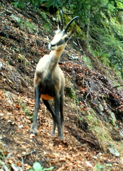 penegal mendel