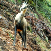 penegal mendel