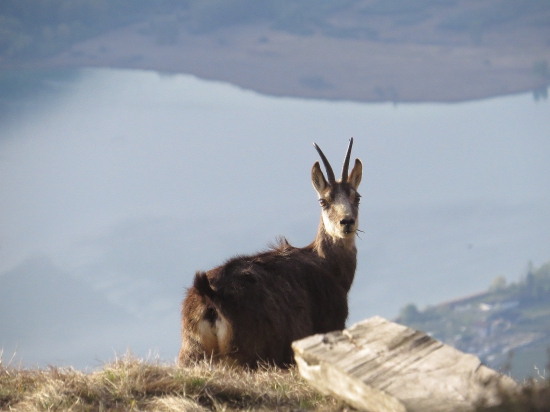 suedtirol