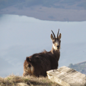 suedtirol
