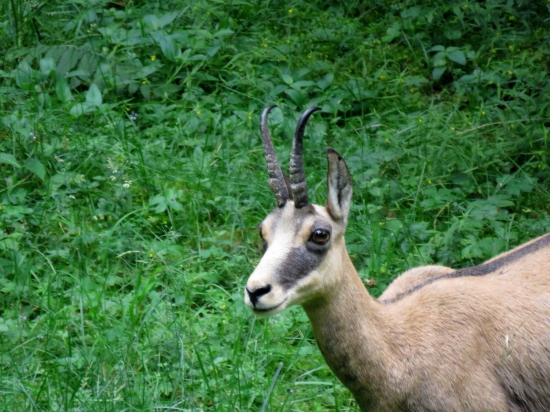 kaltern