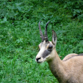 kaltern