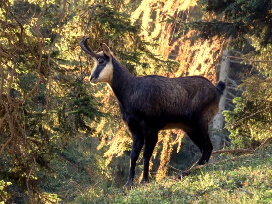 kaltern
