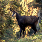 kaltern