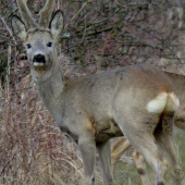 kaltern