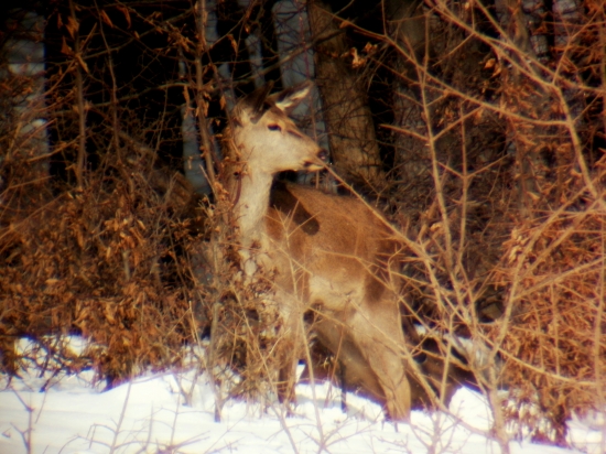 Cervus elaphus