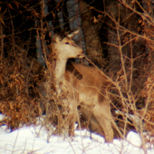 Cervus elaphus