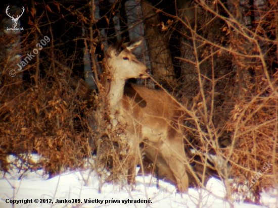 Cervus elaphus