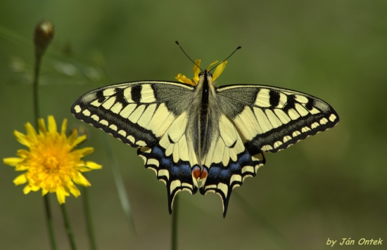 Vidlochvost feniklový