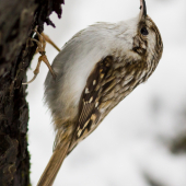 Kôrovník dlhoprstý...