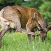 Ach tie muchy otravné...