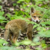 Tohtoročné líšča...