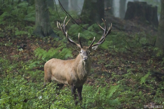 Tak ten sa naručal...