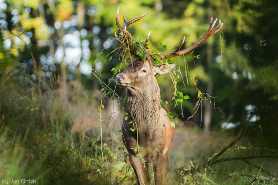 S ozdobou na hlave...