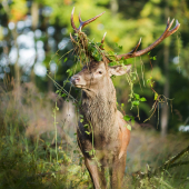 S ozdobou na hlave...