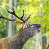 Keď sa lesom ozýva jelenie ručanie...