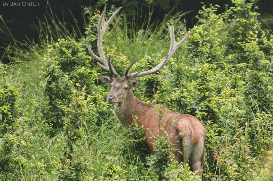 Blízke stretnutie...