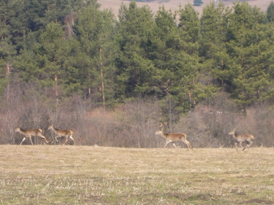 vsetky nesu jelenice :D