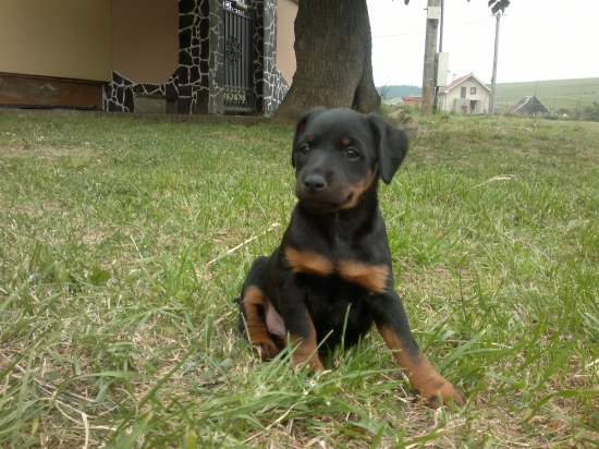 Moj pomocnik do lesa