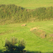 jelenicka a jelienca