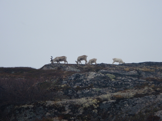 Ale im tie lišajniky chutia.