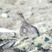 Snehuľa horská (Lagopus mutus)