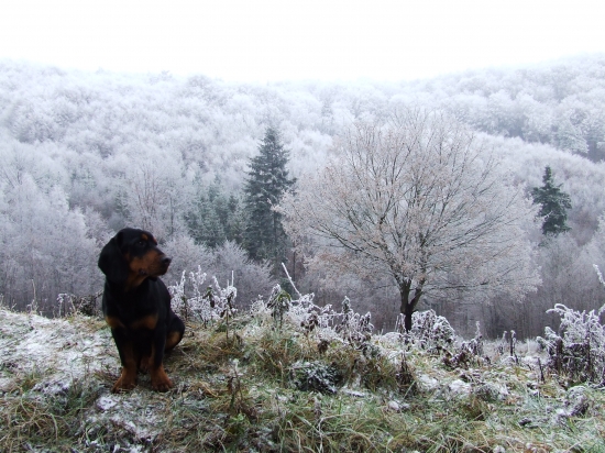 CHERO Sokolie hniezdo