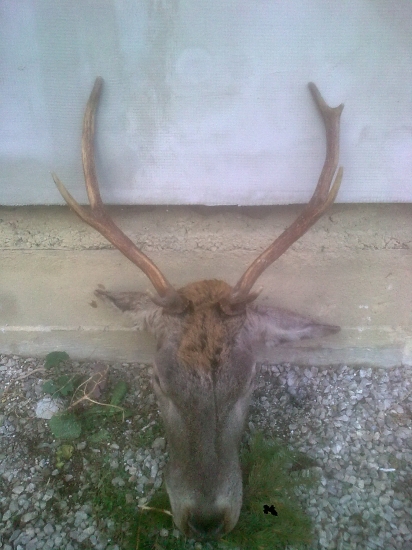 Jeleň-Nepravidelný osmorák