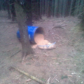 Zase Medveď na nášťeve...:)