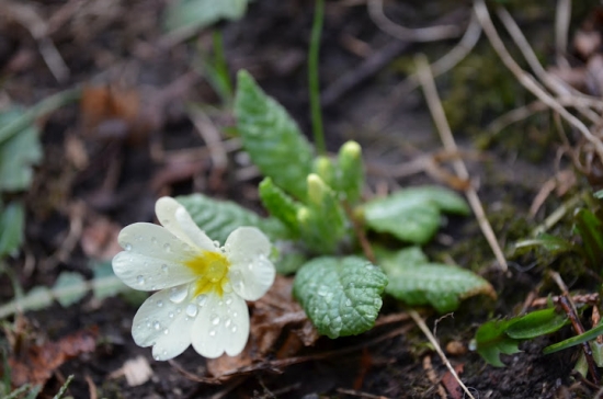 Prvosienka bezbylova