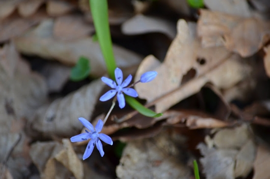 Scila bifolia