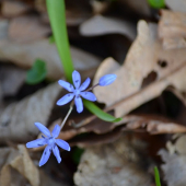 Scila bifolia