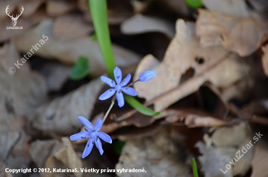 Scila bifolia