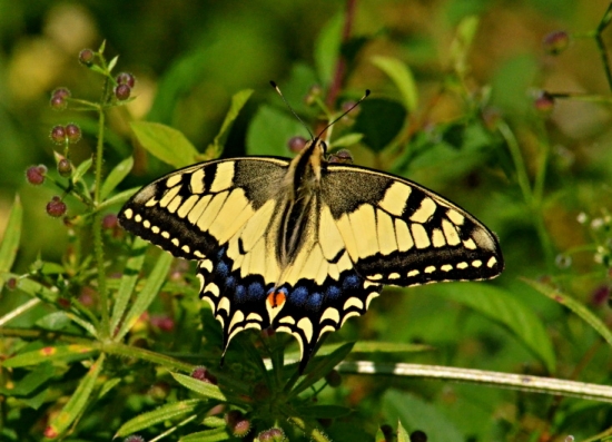 Vidlochvost feniklový