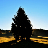 Osamotený