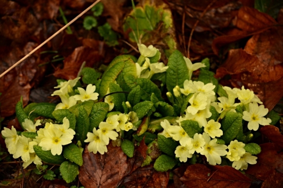 Prvosienka bezbyľová