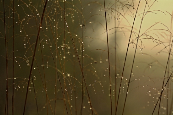 Trblietanie v tráve