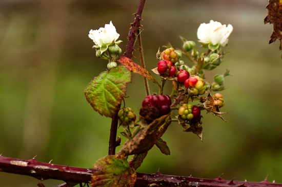 Novembrové černice