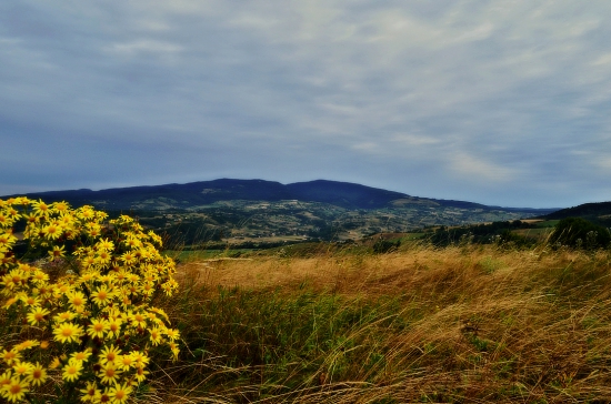 Poľana