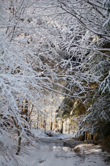 Lesná cesta