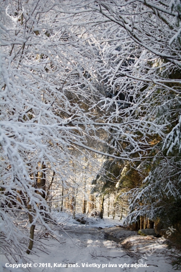 Lesná cesta