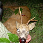 Kamarátova abnormalita