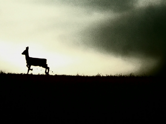 Srnec 1. veková trieda