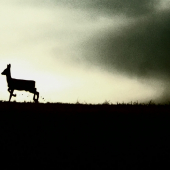 Srnec 1. veková trieda